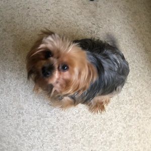 Meet your Posher, Betty